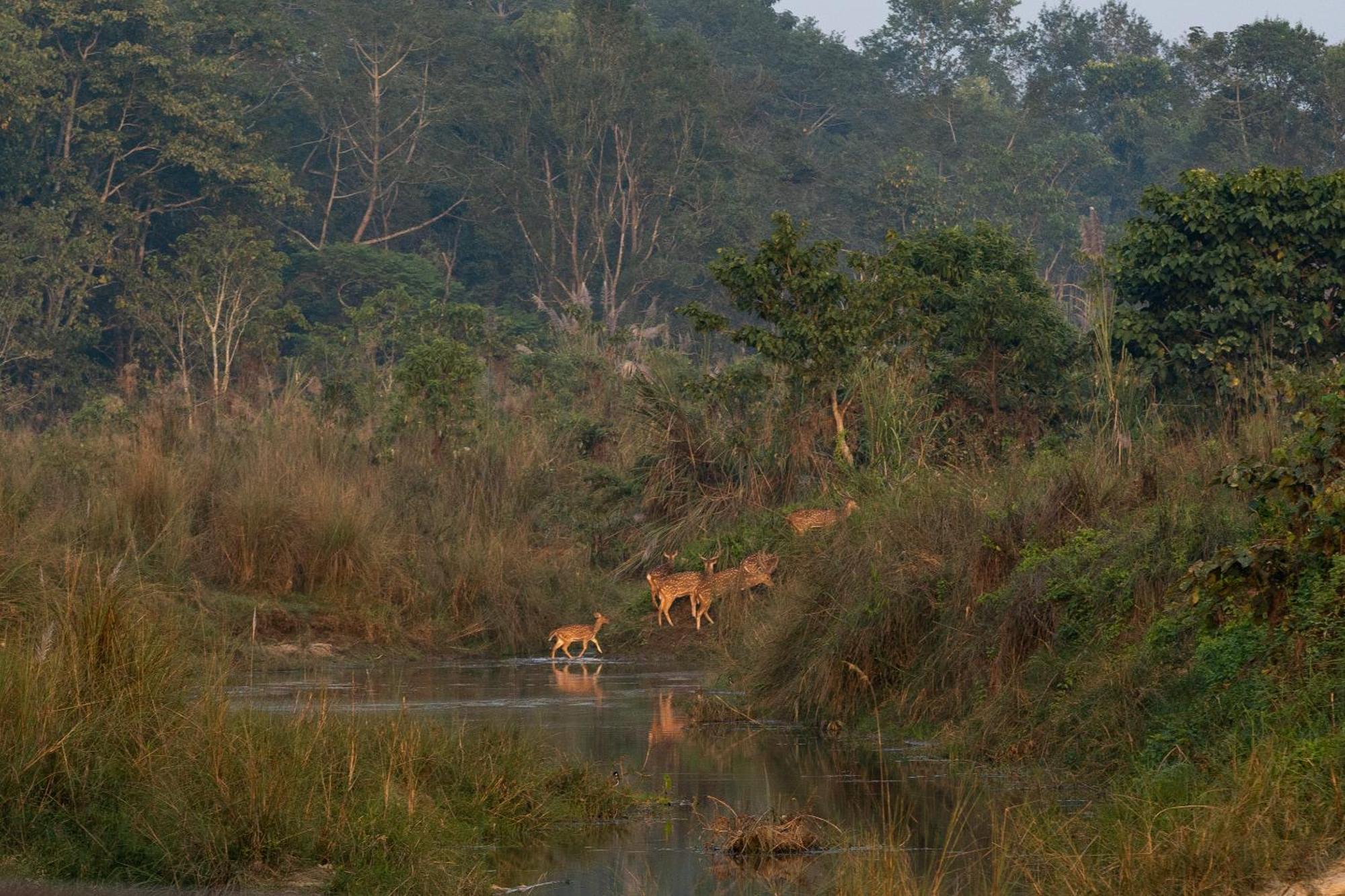 Jungle Villa Resort - Near Chitwan National Park Dış mekan fotoğraf